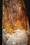 08149 - Top Beautiful 1.31 Inch Spinosaurus Dinosaur Tooth Cretaceous KemKem Beds