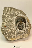 30858 - Nicely Preserved 1.45 Inch Harpes perradiatus Lower Devonian Trilobite