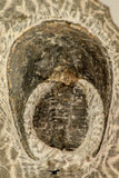 30858 - Nicely Preserved 1.45 Inch Harpes perradiatus Lower Devonian Trilobite