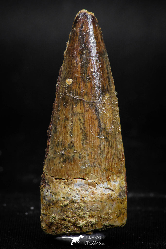06024 - Well Preserved 1.81 Inch Spinosaurus Dinosaur Tooth Cretaceous