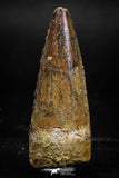 06024 - Well Preserved 1.81 Inch Spinosaurus Dinosaur Tooth Cretaceous