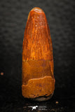 08150 - Beautiful 1.39 Inch Spinosaurus Dinosaur Tooth Cretaceous KemKem Beds