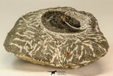 30858 - Nicely Preserved 1.45 Inch Harpes perradiatus Lower Devonian Trilobite