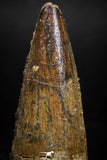 06024 - Well Preserved 1.81 Inch Spinosaurus Dinosaur Tooth Cretaceous