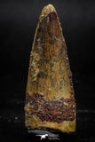 06024 - Well Preserved 1.81 Inch Spinosaurus Dinosaur Tooth Cretaceous