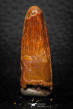 08150 - Beautiful 1.39 Inch Spinosaurus Dinosaur Tooth Cretaceous KemKem Beds