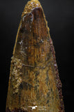 06024 - Well Preserved 1.81 Inch Spinosaurus Dinosaur Tooth Cretaceous