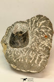 30858 - Nicely Preserved 1.45 Inch Harpes perradiatus Lower Devonian Trilobite
