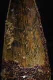 06024 - Well Preserved 1.81 Inch Spinosaurus Dinosaur Tooth Cretaceous