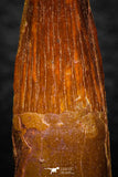 08150 - Beautiful 1.39 Inch Spinosaurus Dinosaur Tooth Cretaceous KemKem Beds