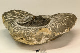 30858 - Nicely Preserved 1.45 Inch Harpes perradiatus Lower Devonian Trilobite