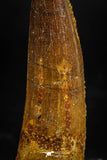 06025 - Beautiful 1.93 Inch Spinosaurus Dinosaur Tooth Cretaceous