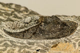 30858 - Nicely Preserved 1.45 Inch Harpes perradiatus Lower Devonian Trilobite