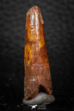 08151 - Beautiful 1.42 Inch Spinosaurus Dinosaur Tooth Cretaceous KemKem Beds