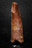 08151 - Beautiful 1.42 Inch Spinosaurus Dinosaur Tooth Cretaceous KemKem Beds