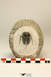 30859 - Well Preserved 1.37 Inch Cyphaspis (Otarion) cf. boutscharafinense Devonian Trilobite
