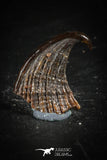 88754 - Rare Rostral Barb of Sawfish 0.54 Inch Peyeria Lybica From KemKem