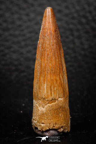 08152 - Top Beautiful 1.70 Inch Spinosaurus Dinosaur Tooth Cretaceous KemKem Beds