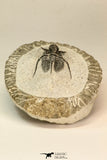 30859 - Well Preserved 1.37 Inch Cyphaspis (Otarion) cf. boutscharafinense Devonian Trilobite