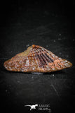 88755 - Rare Rostral Barb of Sawfish 0.84 Inch Peyeria Lybica From KemKem