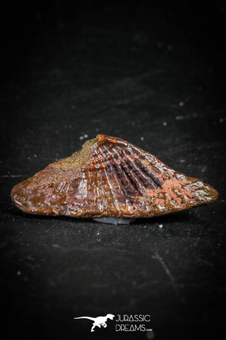 88755 - Rare Rostral Barb of Sawfish 0.84 Inch Peyeria Lybica From KemKem