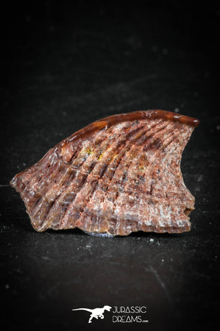 88756 - Rare Rostral Barb of Sawfish 0.78 Inch Peyeria Lybica From KemKem