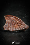 88756 - Rare Rostral Barb of Sawfish 0.78 Inch Peyeria Lybica From KemKem