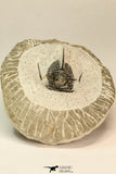 30859 - Well Preserved 1.37 Inch Cyphaspis (Otarion) cf. boutscharafinense Devonian Trilobite