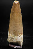 06027 - Finest Quality 1.97 Inch Spinosaurus Dinosaur Tooth Cretaceous