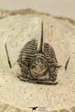 30859 - Well Preserved 1.37 Inch Cyphaspis (Otarion) cf. boutscharafinense Devonian Trilobite