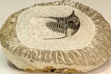 30859 - Well Preserved 1.37 Inch Cyphaspis (Otarion) cf. boutscharafinense Devonian Trilobite