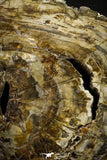 22120 - Petrified Wood (Araucaria) Round Triassic - Madagascar