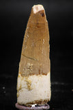 06027 - Finest Quality 1.97 Inch Spinosaurus Dinosaur Tooth Cretaceous