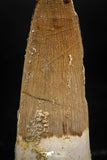 06027 - Finest Quality 1.97 Inch Spinosaurus Dinosaur Tooth Cretaceous