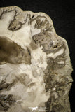 22121 - Petrified Wood (Araucaria) Round Triassic - Madagascar
