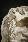 22121 - Petrified Wood (Araucaria) Round Triassic - Madagascar