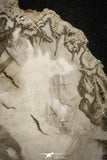 22121 - Petrified Wood (Araucaria) Round Triassic - Madagascar