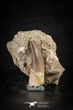 88761 - Top Beautiful 1.60 Inch Elasmosaur (Zarafasaura oceanis) Tooth in Natural Matrix