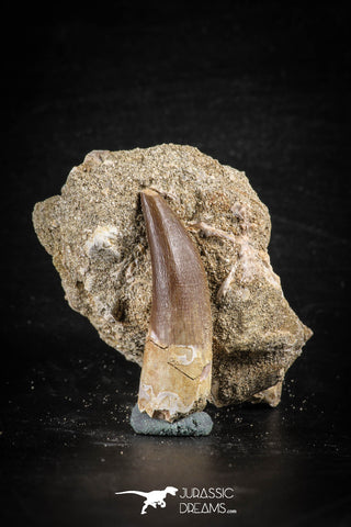 88761 - Top Beautiful 1.60 Inch Elasmosaur (Zarafasaura oceanis) Tooth in Natural Matrix