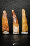 08155 - Great Collection of 3 Spinosaurus Dinosaur Teeth Cretaceous KemKem Beds