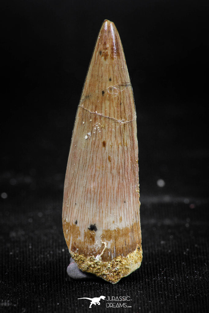 06030 - Nicely Preserved 1.60 Inch Spinosaurus Dinosaur Tooth Cretaceous