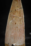 06030 - Nicely Preserved 1.60 Inch Spinosaurus Dinosaur Tooth Cretaceous