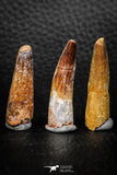 08155 - Great Collection of 3 Spinosaurus Dinosaur Teeth Cretaceous KemKem Beds