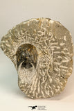 30861 - Top Beautiful 1.84 Inch Harpes perradiatus Lower Devonian Trilobite