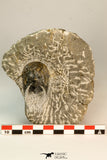 30861 - Top Beautiful 1.84 Inch Harpes perradiatus Lower Devonian Trilobite