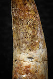 08156 - Great Collection of 3 Spinosaurus Dinosaur Teeth Cretaceous KemKem Beds