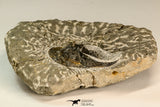 30861 - Top Beautiful 1.84 Inch Harpes perradiatus Lower Devonian Trilobite