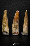 08156 - Great Collection of 3 Spinosaurus Dinosaur Teeth Cretaceous KemKem Beds