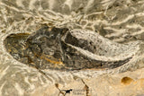 30861 - Top Beautiful 1.84 Inch Harpes perradiatus Lower Devonian Trilobite