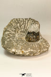 30861 - Top Beautiful 1.84 Inch Harpes perradiatus Lower Devonian Trilobite